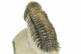 Detailed Crotalocephalina Trilobite - Exposed Hypostome #249767-4